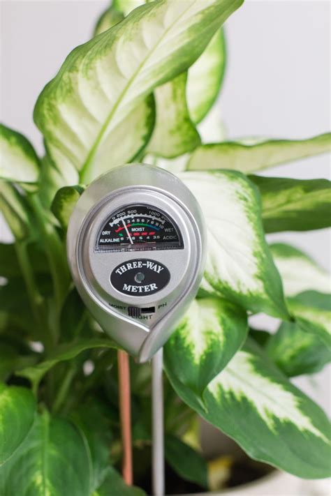 moisture meter fig|fiddle leaf fig moisture meter.